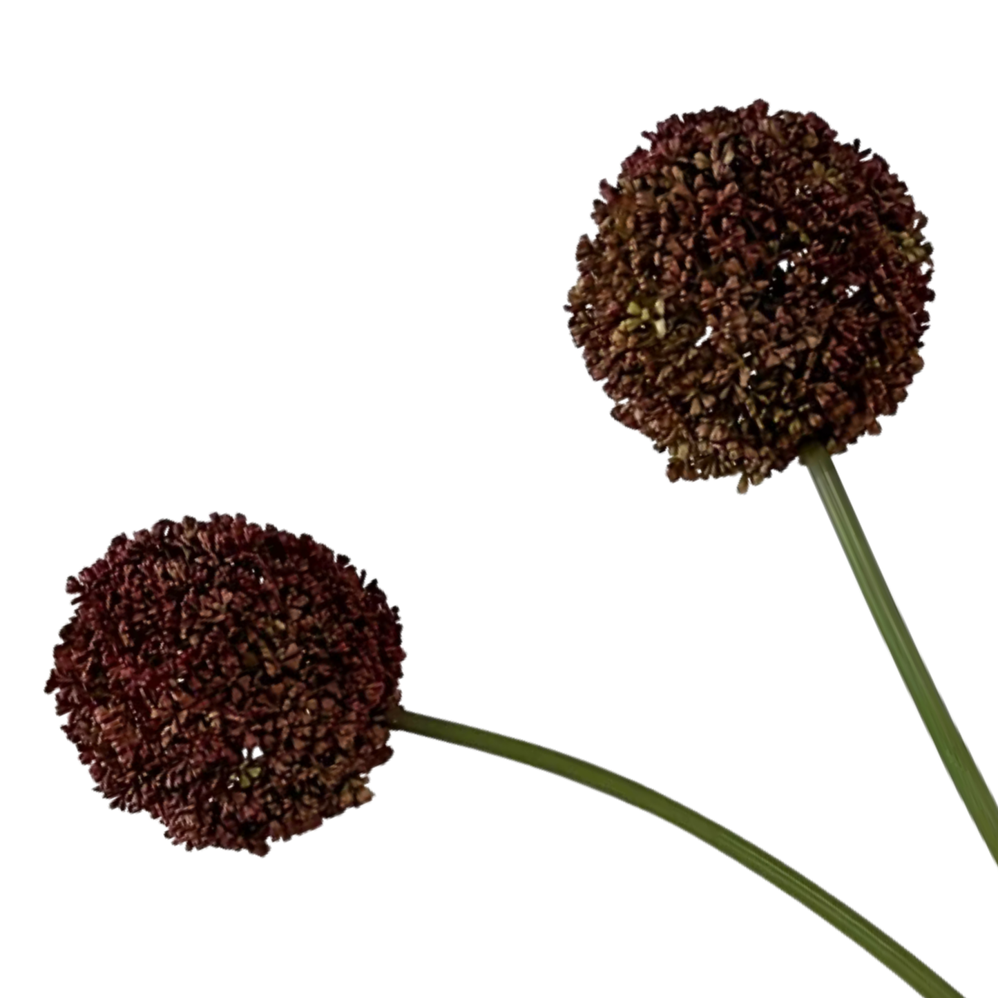 Allium | Red