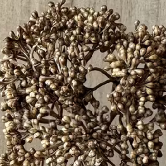 Seeded Stem | Coffee