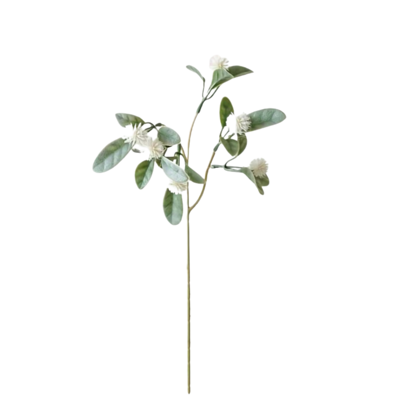 White Gypsophila