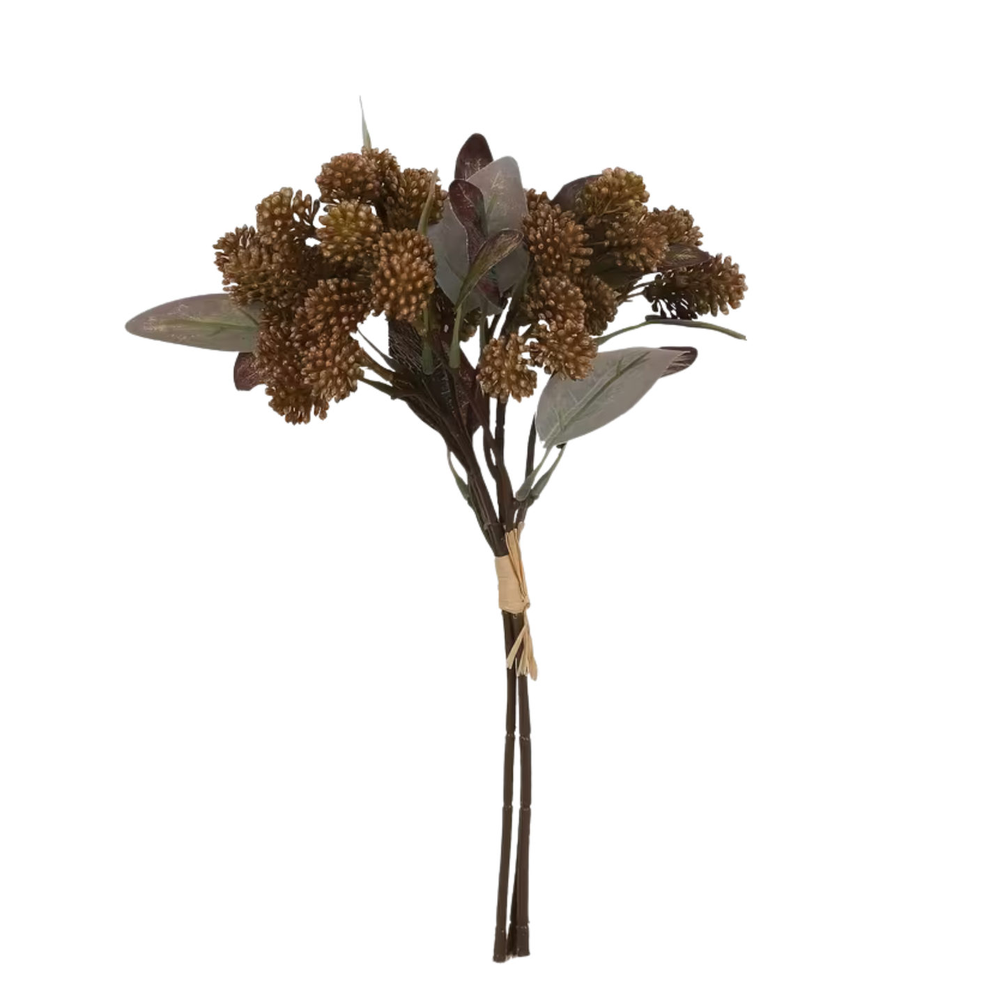 Coffee Pearl Fruit Stem