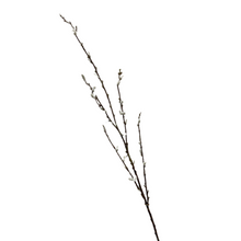 Load image into Gallery viewer, PUSSY WILLOW
