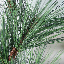 Load image into Gallery viewer, LONG NEEDLE PINE | STEM M