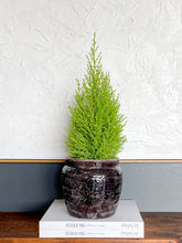 Load image into Gallery viewer, Pompeii