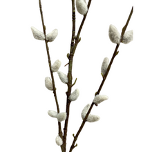 Load image into Gallery viewer, PUSSY WILLOW
