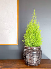 Load image into Gallery viewer, Pompeii