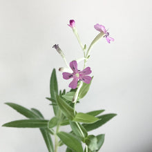 Load image into Gallery viewer, Plantable Holiday Card - 'Tis The Season