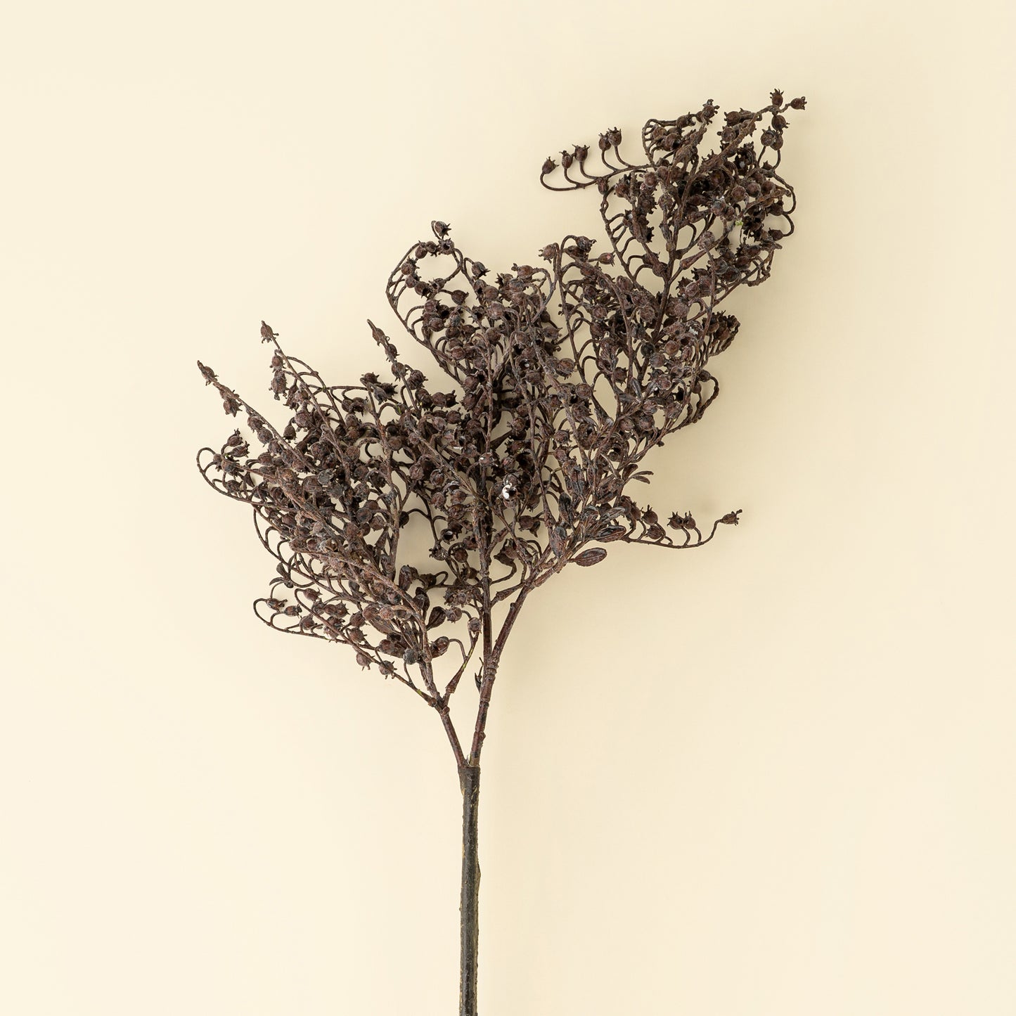 DRIPPING DRIED BERRY | SPRAY