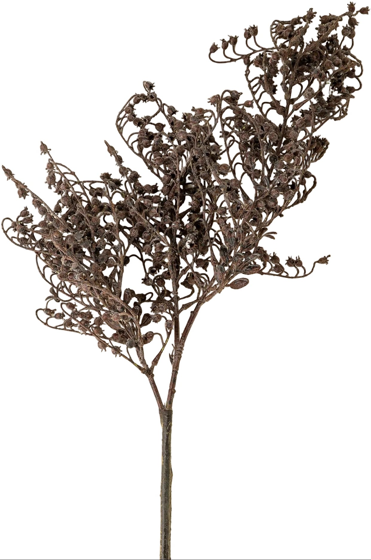 Seeded Stem | Deep Plum