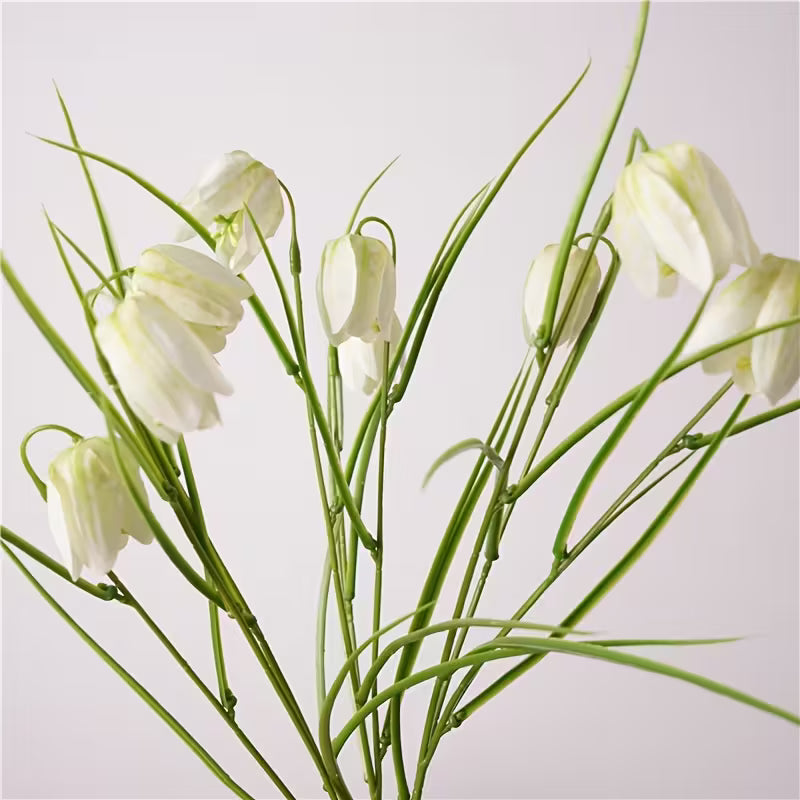 TULIPS | DAINTY