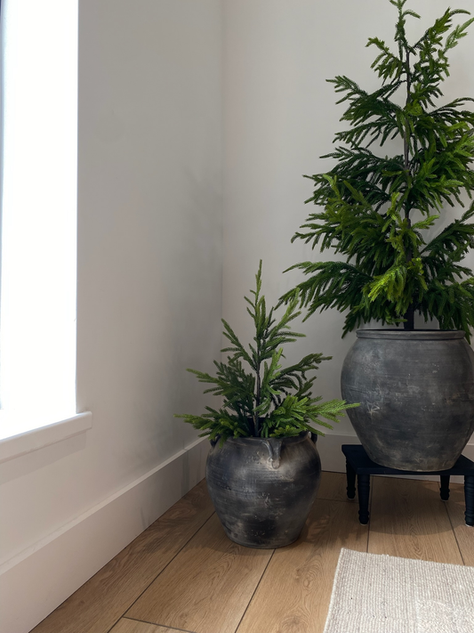 NORFOLK PINE | 26" TREE