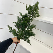Load image into Gallery viewer, CEDAR | BRANCH