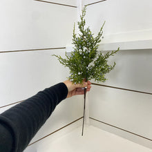 Load image into Gallery viewer, JUNIPER | STEM SM