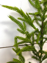 Load image into Gallery viewer, NORFOLK | STEM L