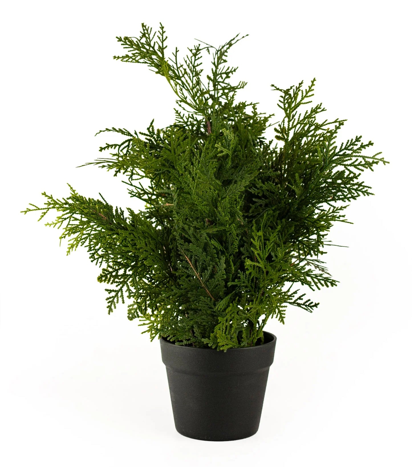 WHITE CEDAR | 24" TREE