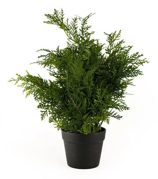 WHITE CEDAR | 24" TREE