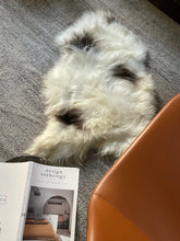 Load image into Gallery viewer, Spotted Icelandic Sheepskin | Minimal