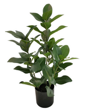 Load image into Gallery viewer, FIA