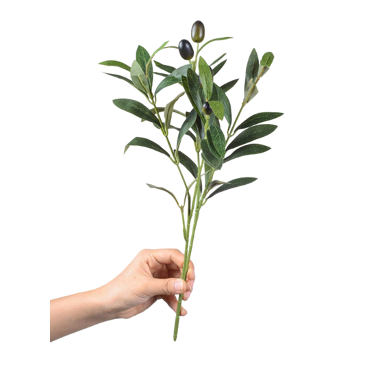 OLIVE LEAF | STEM