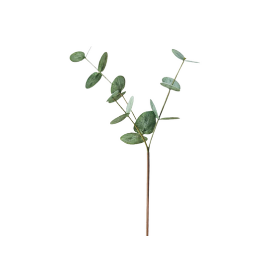 EUCALYPTUS | STEM