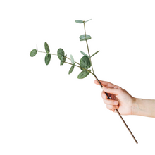 Load image into Gallery viewer, EUCALYPTUS | STEM