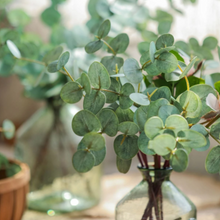 Load image into Gallery viewer, EUCALYPTUS | STEM