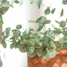 Load image into Gallery viewer, EUCALYPTUS | STEM