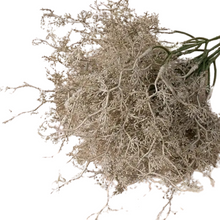 Load image into Gallery viewer, GREEN | STEM BUNDLE