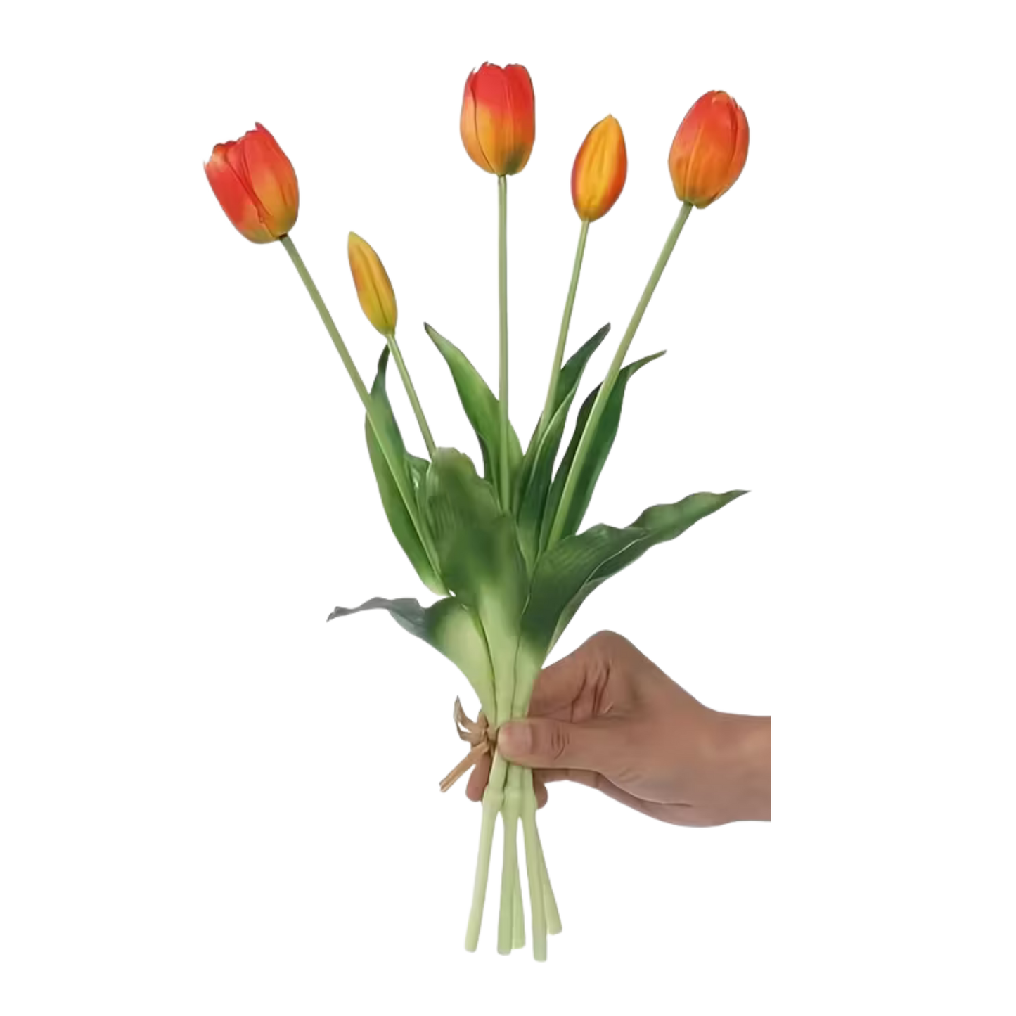 TULIPS | CLEMENTINE