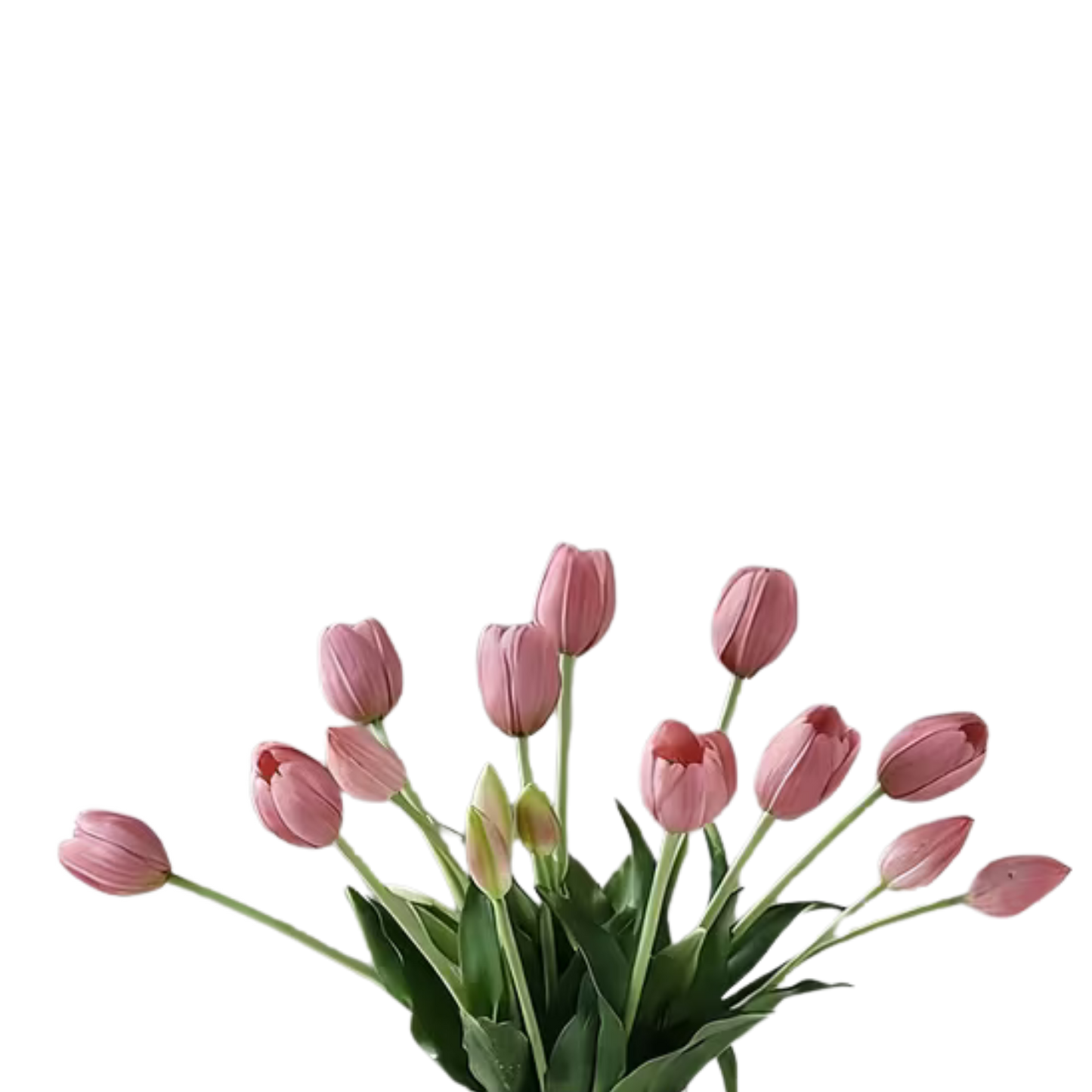 TULIPS | VIOLET