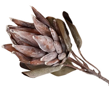 Load image into Gallery viewer, PROTEA | COFFEE
