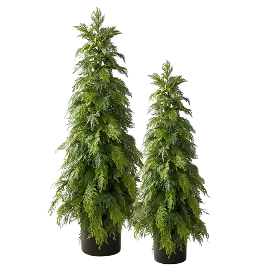 WHITE CEDAR | 48" TREE