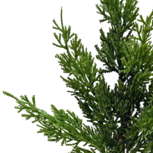 Load image into Gallery viewer, JUNIPER | STEM SM