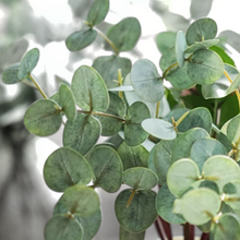 Load image into Gallery viewer, EUCALYPTUS | STEM