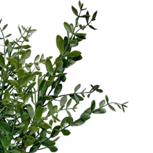 Load image into Gallery viewer, TEA LEAF |  BUSH