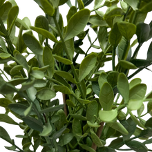 Load image into Gallery viewer, TEA LEAF |  BUSH
