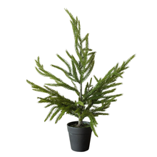Load image into Gallery viewer, NORFOLK PINE | 20" TREE