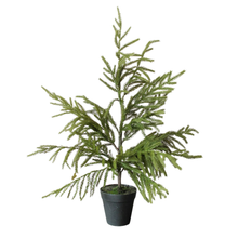 Load image into Gallery viewer, NORFOLK PINE | 26" TREE