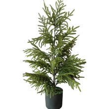 Load image into Gallery viewer, NORFOLK PINE | 40" TREE