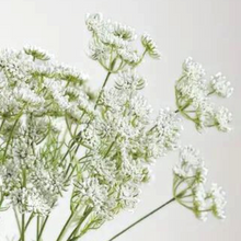 Load image into Gallery viewer, QUEEN ANNE'S LACE | WHITE STEM