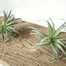 Load image into Gallery viewer, TILLANDSIA | AIR PLANT