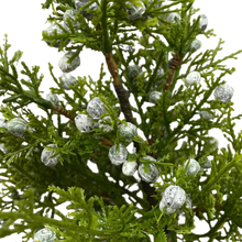 Load image into Gallery viewer, JUNIPER | STEM SM