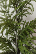 Load image into Gallery viewer, NORFOLK PINE | 40" TREE