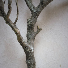 Load image into Gallery viewer, BRANCH | Artificial
