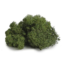 Load image into Gallery viewer, MOSS