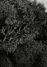 Load image into Gallery viewer, MOSS