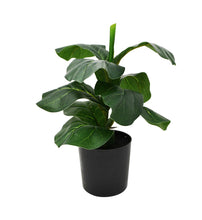 Load image into Gallery viewer, FIDDLE LEAF FIG