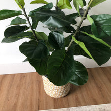 Load image into Gallery viewer, FIDDLE LEAF FIG TREE
