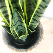 Load image into Gallery viewer, SNAKE PLANT
