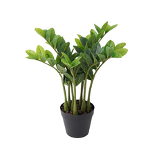 Load image into Gallery viewer, ZZ PLANT