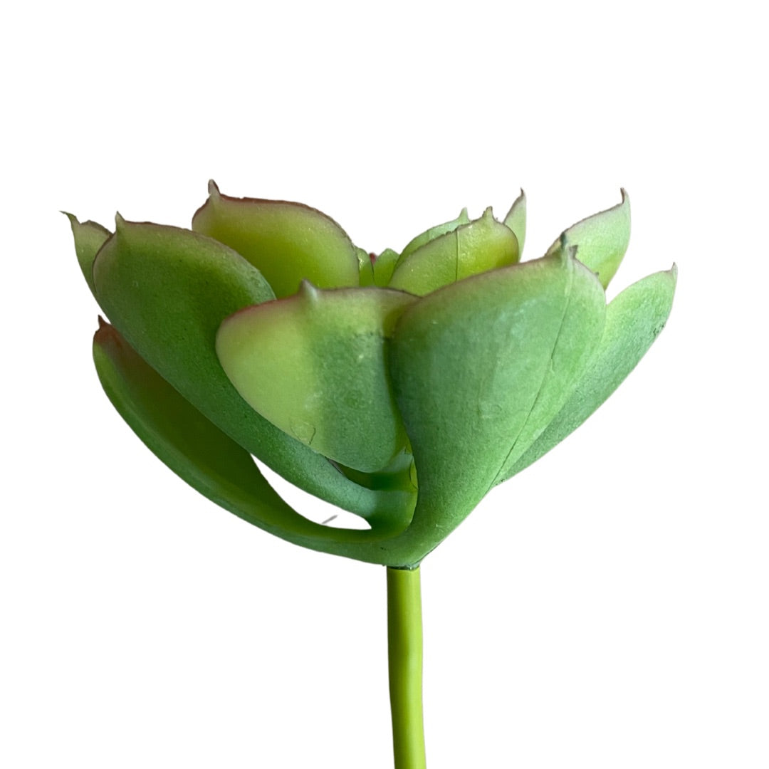 SUCCULENT PICK
